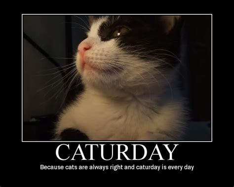 Image Caturday Know Your Meme