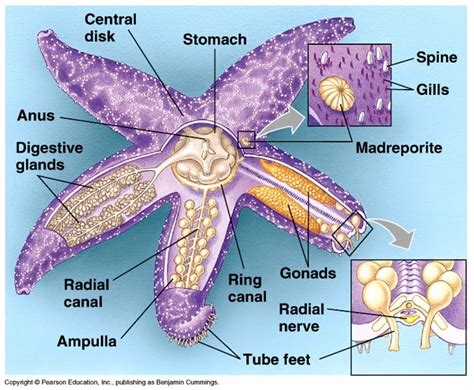 Marine Biology Project Sea Star Important Organism Facts