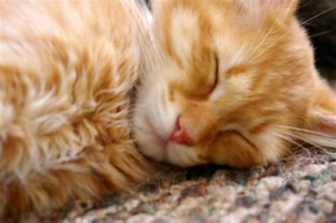 Cat Sleeping Biological Science Picture Directory