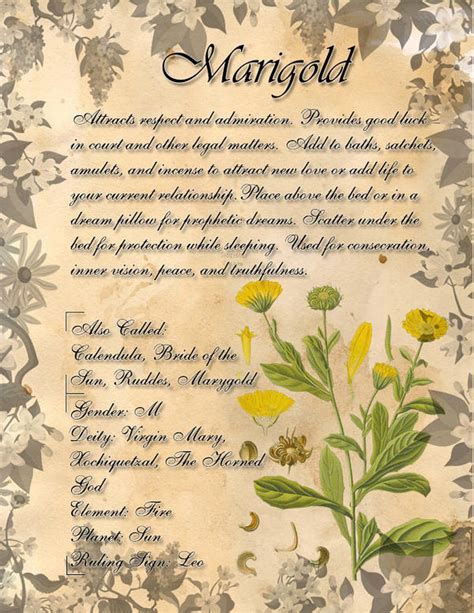 Book Of Shadows Herb Grimoire Marigold By Conigma On Deviantart