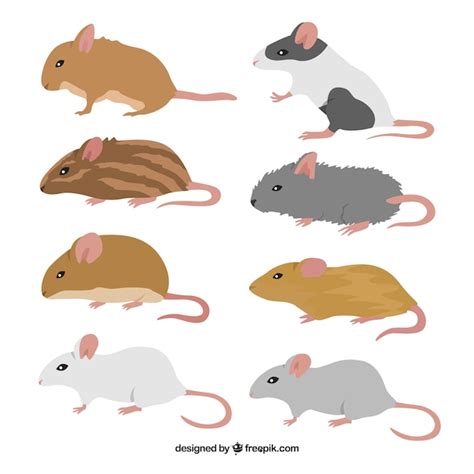 Free Vector Mice Breed Pack Of Eight