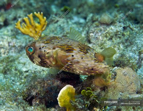 Long Spined Porcupinefish Swimming Over Reef — Coral Reef Blowfish