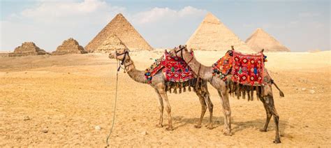 Camello Frente a Las Pirámides En Giza Egipto Imagen de archivo