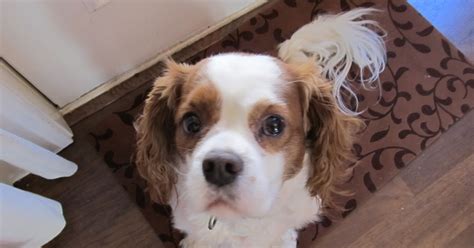 Charlie The Cavalier Wordless Wednesday