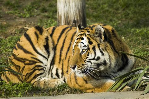 Siberian Tiger Stock Photo Image Of Stripes Feline 96564204