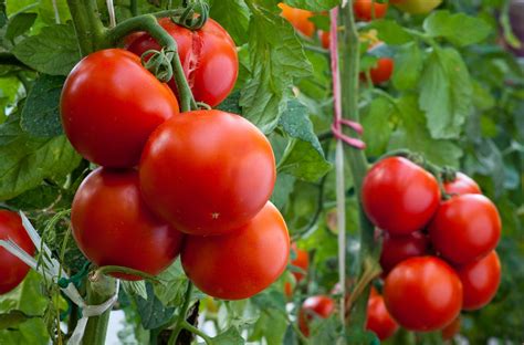 Solved How To Overcome 11 Common Tomato Plant Problems Bob Vila