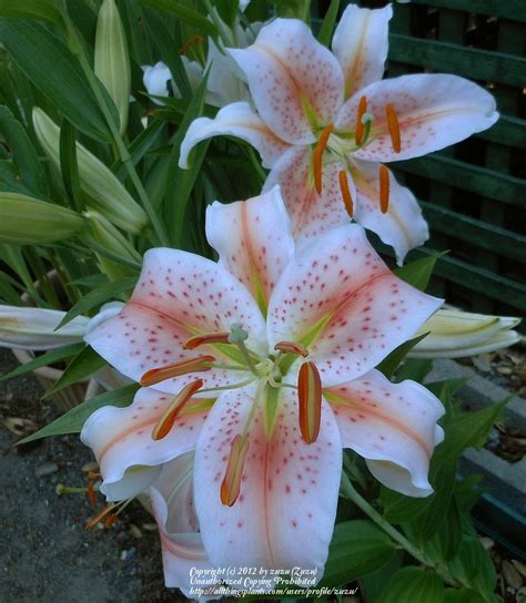 Photo Of The Bloom Of Lily Lilium Salmon Star Posted By Zuzu