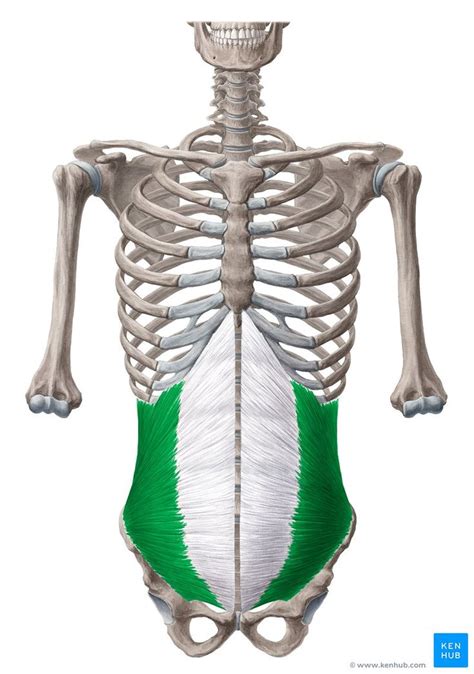 Internal Abdominal Oblique Muscle In 2021 Abdominal Rectus Abdominis