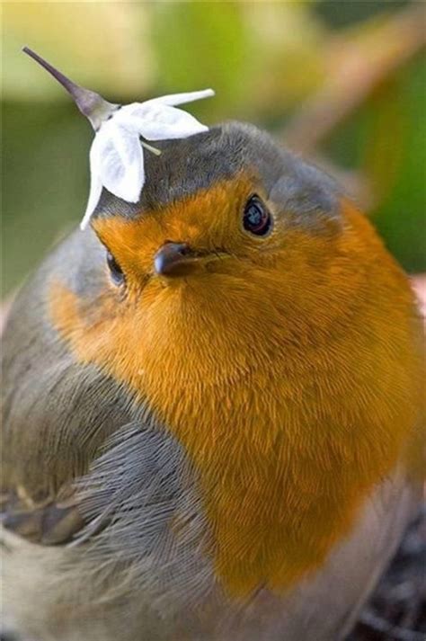 1000 Images About Puffy Sweet Fat Birds On Pinterest Birds Raymond