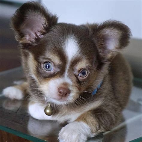 Adorable Little Guymy Favorite Brown Color In A Chihuahua Baby