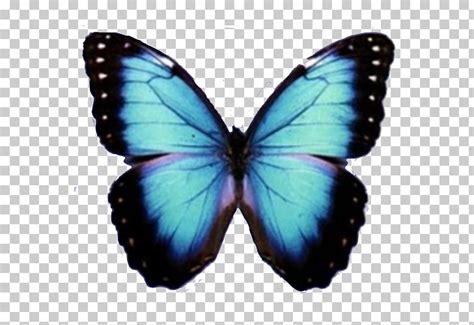 The monarch butterfly is the most beautiful and interesting creature in the insect world, and its migration is a source of fascination for many. Aesthetic Blue Butterfly Pictures | aesthetic elegants