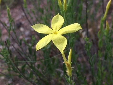 Showy Menodora Flowering Plants Of The Trans Pecos Of Texas · Inaturalist