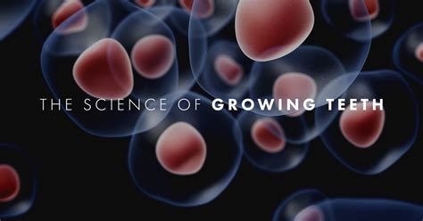 The Science Of Growing Teeth Stem Cell Therapy Reveals Limitless