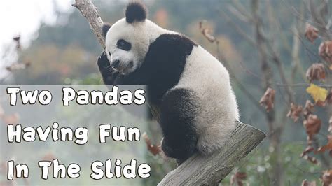 Super Panda Episode166 Two Pandas Having Fun In The Slide Ipanda