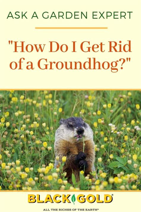 How Do I Get Rid of a Groundhog? | Get rid of groundhogs, Groundhog