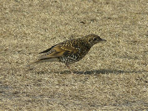 Whites Ground Thrush Tora Tsugumi Zoothera Dauma Scaly Th Flickr