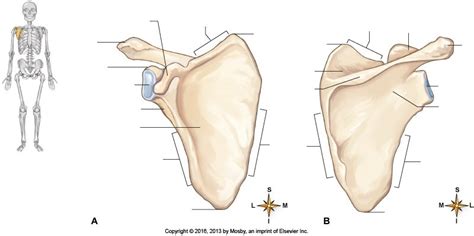 Bone Scapula Anterior And Posterior View Diagram Quizlet