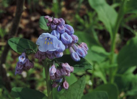 Maryland Biodiversity Project Virginia Bluebells Mertensia Virginica