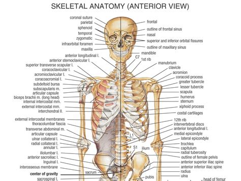 Skeletal muscles work together with bones and joints to form a lever. Human Body Bone Parts Name Bones In The Human Body Human ...