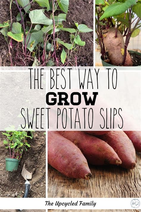 Do You Like Sweet Potatoes Would You Like To Grow Your Own And For