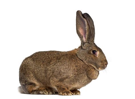 Royalty Free Rabbit Side View Pictures Images And Stock Photos Istock