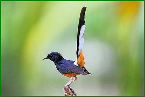 Jenis Burung yang Dilindungi Beserta Gambarnya - Daftarhewan.com