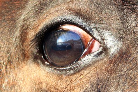 What Causes Eye Tumors In Dogs