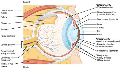 Diagram Of The Eye 101 Diagrams