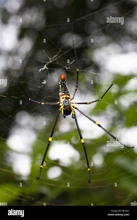 Female Giant Wood Spider At Mudumalai Tamilnadu India Stock Photo