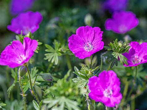 How To Grow And Care For Hardy Geraniums Cranesbill Lovethegarden