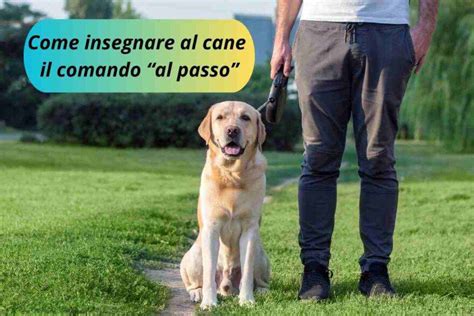 Come Insegnare Al Cane Il Comando Al Passo O Piede