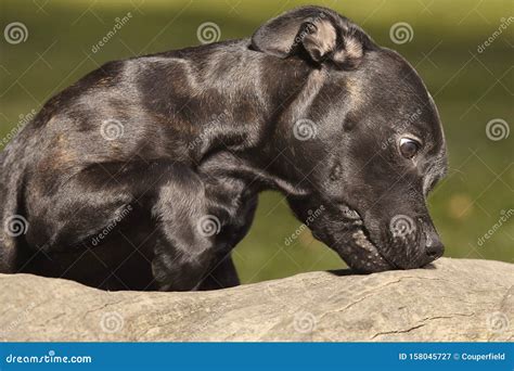 Lovely Young Female Of Staffordshire Bull Terrier Stock Image Image