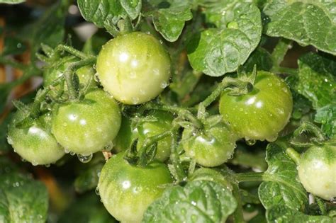 What Are The Signs Of Overwatering Tomato Plants Gardening Channel
