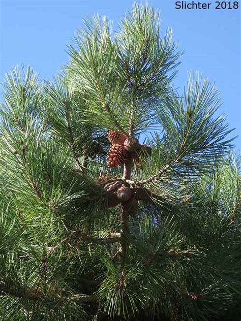 Maritime Pine Pinus Pinaster