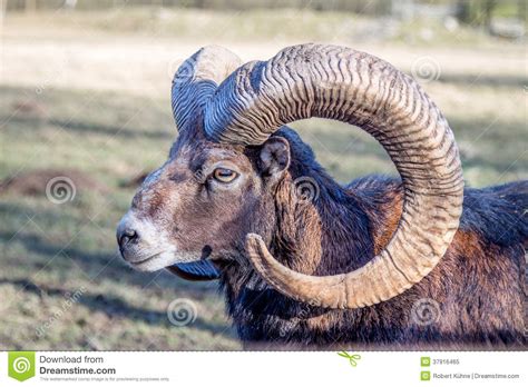 Hoofd Van Een Europese Mouflon Stock Afbeelding Image Of Steenbok