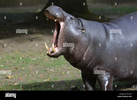 Hipopótamo Pigmeo Con Su Mout Abren Muy Amplia Mostrando Sus Dientes