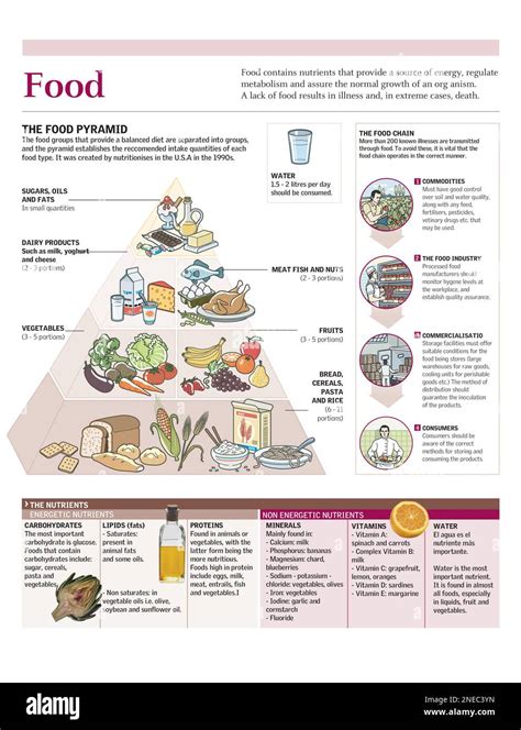 Infograf A Sobre La Pir Mide Alimentaria Y Los Nutrientes Clave Adobe