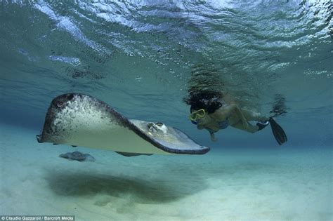 Beautiful Pictures Show Extraordinary Stingrays Swimming With Tourists