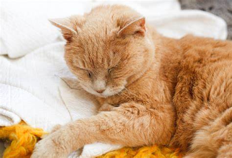 Хпн 5 стадия диета Терминальная стадия ХПН у кошек: признаки, лечение и продолжительность Терминальная стадия ХПН у кошек: признаки, лечение и продолжительность Хпн 5 стадия диета