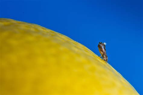 Asian Citrus Psyllid Center For Invasive Species Research
