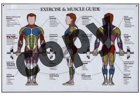 Exercise And Muscle Guide Masculine Anatomy Chart Digital Etsy