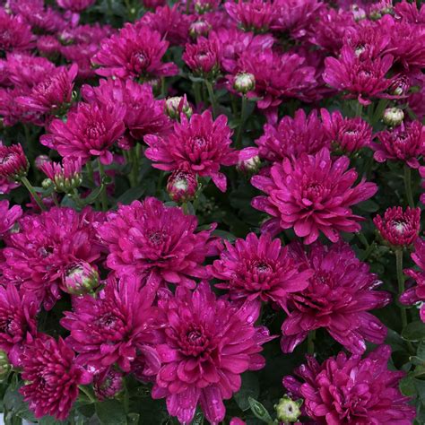 Best Chrysanthemum Garden Mum Flower Gardens 3