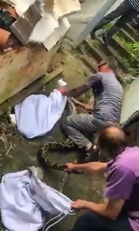 Brit Snake Wrangler Captures Foot Python In House Viraltab
