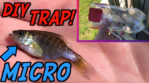 Catching Tiny Fish In A Homemade Fish Trap Diy Youtube