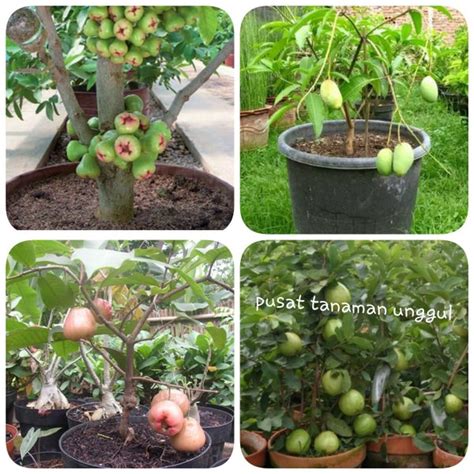 Pengertian majas simbolik dan contohnya. Jual paket bibit 4 macam tabulampot di lapak pusat tanaman ...