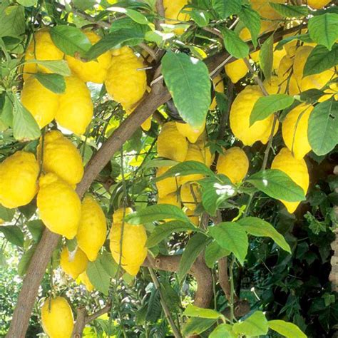 Citrus Tree Lemon Eureka Suttons Seeds And Plants Citrus Trees