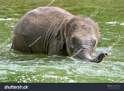 Litte Baby Elephant Playing Water Habitat Stock Photo 468054200