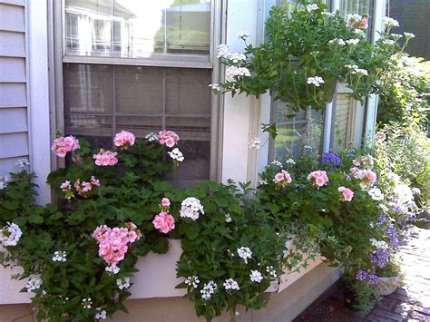 Check spelling or type a new query. My $1.99 window boxes - Window Box Contest | Window boxes ...