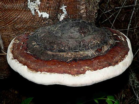 Shelf Mushroom Identification Pictures And Information Green Nature