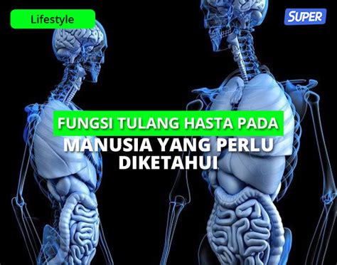 Fungsi Tulang Hasta Dan Tulang Pengumpil Serta Fakta Menariknya